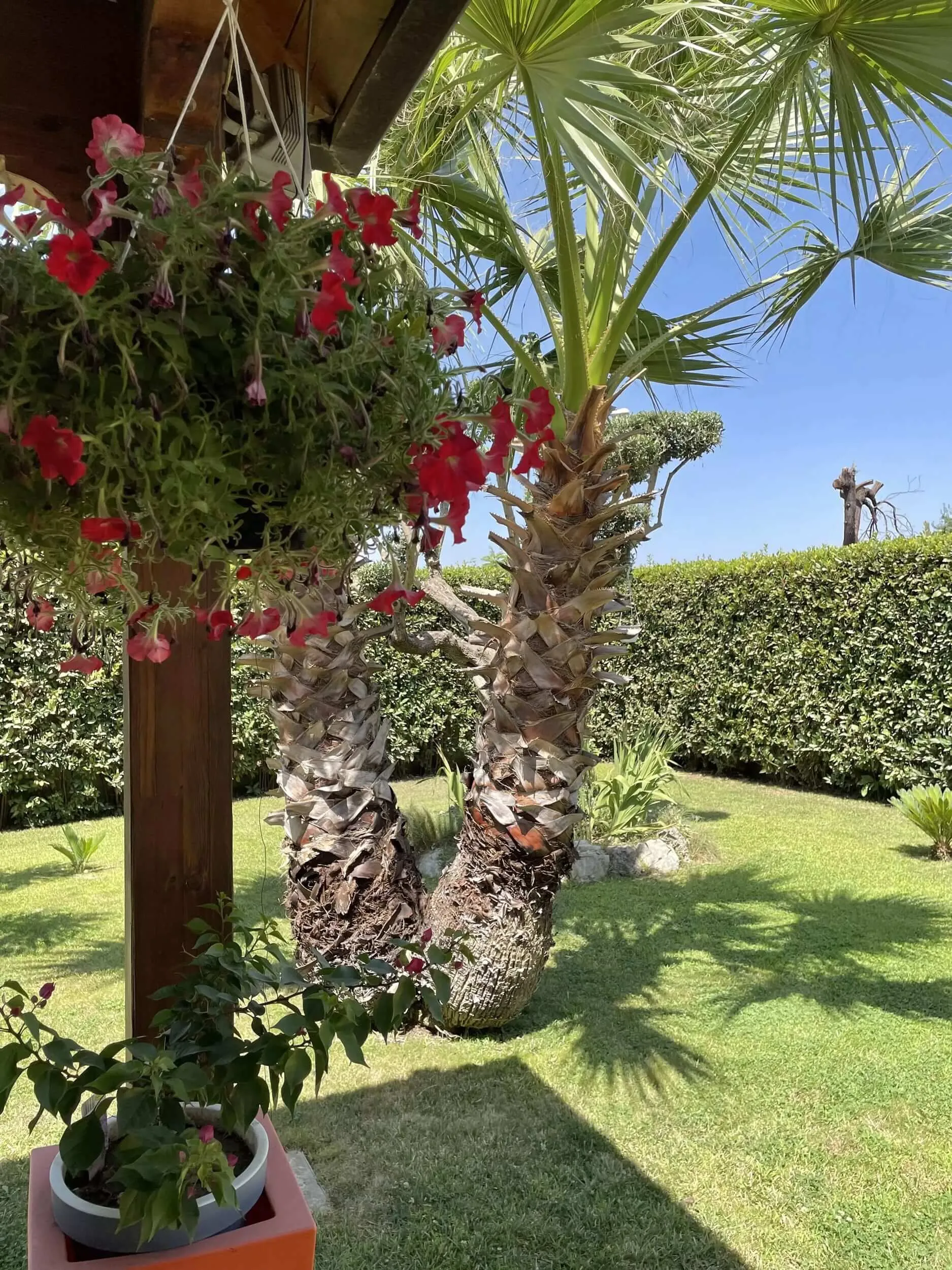 Fiori e palme sotto il porticato del giardino