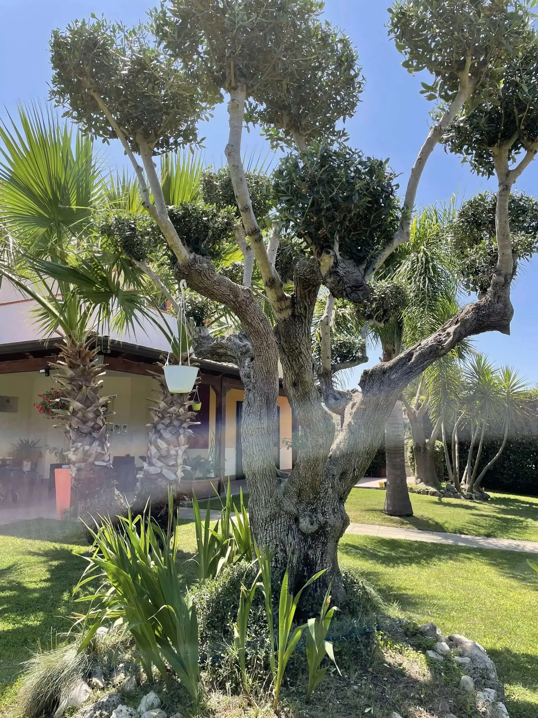 L’ulivo secolare e le palme del giardino