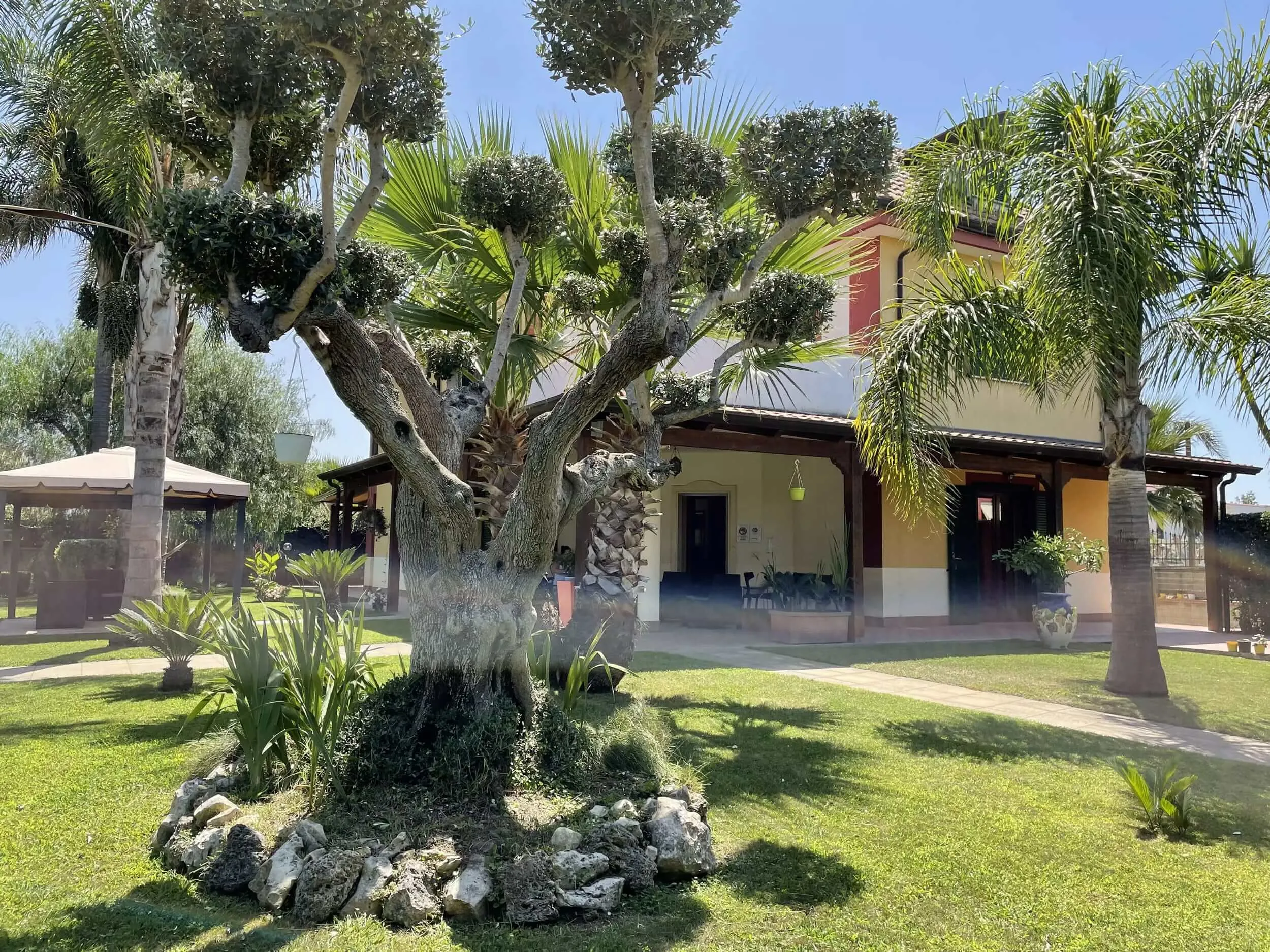 Il giardino con l’ulivo secolare davanti alla villa